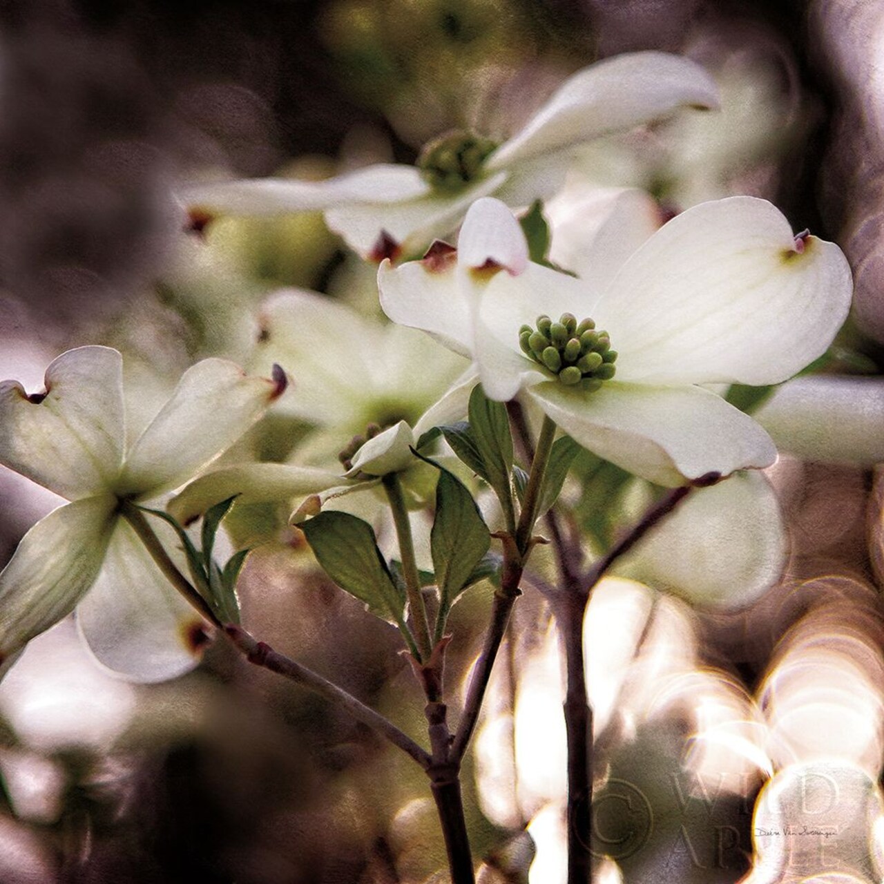 White Dogwood II Poster Print by Debra Van Swearingen # 63811